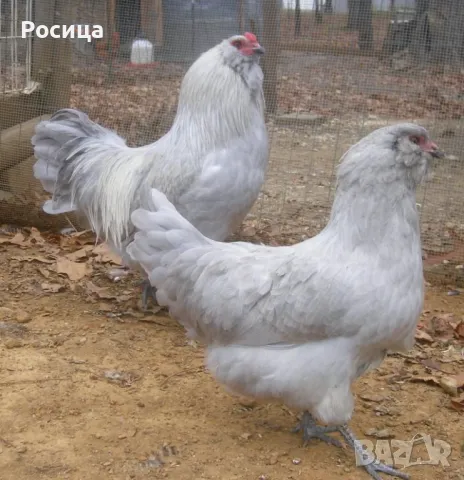 Предлагам разплодни яйца от Амераукана, снимка 2 - Кокошки и пуйки - 49744317