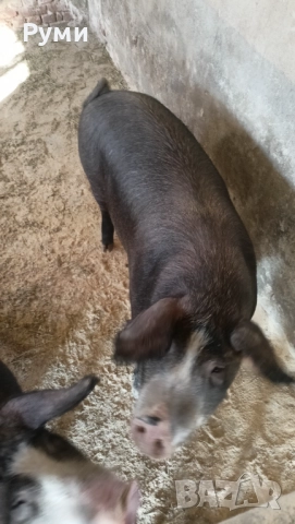 Продавам прасета за клане, снимка 3 - Прасета - 52802664