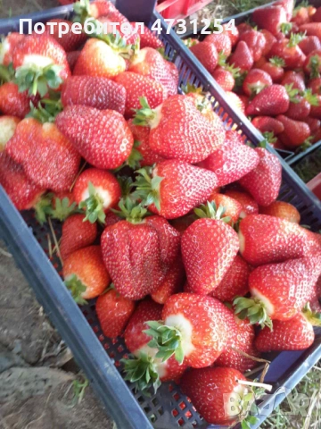 Разсад ягоди , снимка 5 - Разсади - 53403802