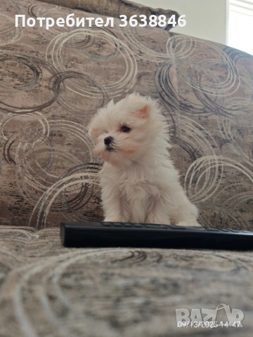 Мини малтийска болонка