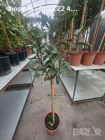 🌿 Фотиния (Photinia) – декоративна вечнозелена щамба, снимка 6 - Разсади - 53286869