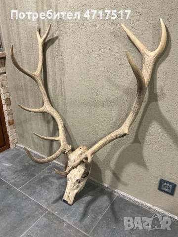 Еленски трофей, снимка 2 - Декорация за дома - 53939505