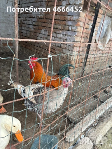 Продавам, снимка 2 - Кокошки и пуйки - 53366413