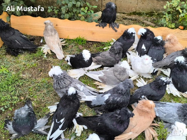 Бухари , снимка 18 - Гълъби - 48210642