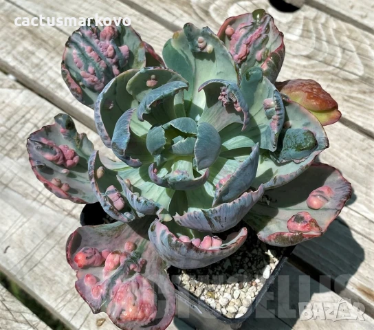 Echeveria ‘Beyoncé Rainbow’