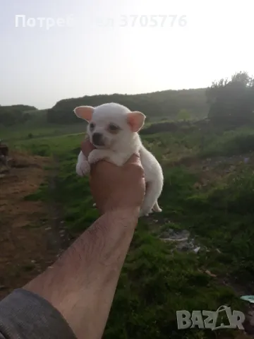 Джуджета мини мини, снимка 4 - Чихуахуа - 49937684