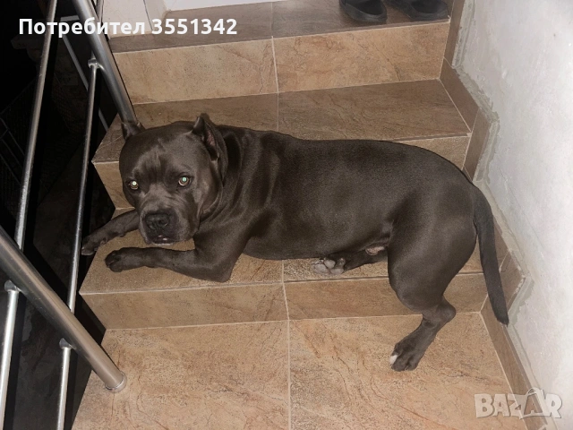 Мъжко американско були търси женска за разплот, снимка 4 - Търси партньор - 53192806