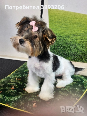 йоркширски териер. бивер , снимка 4 - Йоркширски териер - 54300747