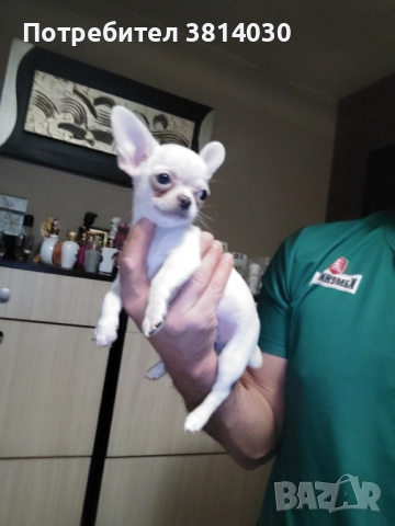 Чихуахуа, снимка 5 - Чихуахуа - 52873076