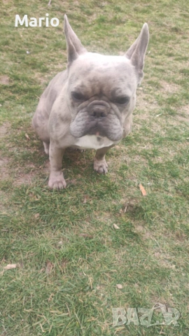 Френски Булдог, снимка 6 - Френски булдог - 53883096