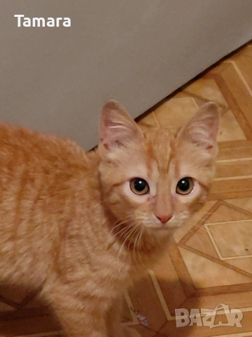 Подарявам женско игриво котенце 6 мес