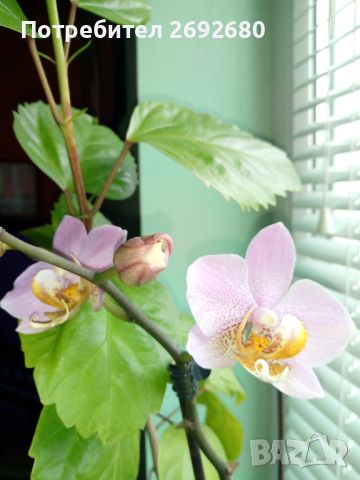 Орхидеи, снимка 8 - Стайни растения - 45097417