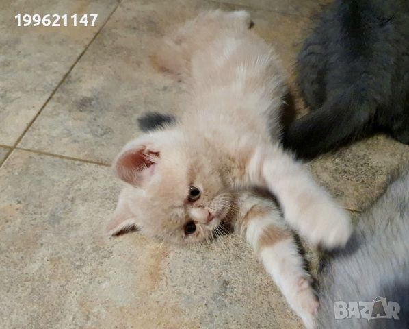Котенца Британчета момченца, снимка 6 - Британска късокосместа - 46414131