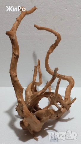 Корен от Азалия /декорация/ 41, снимка 3 - Други - 54102019