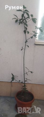 Дафинов лист (лавър), снимка 5 - Градински цветя и растения - 28988020