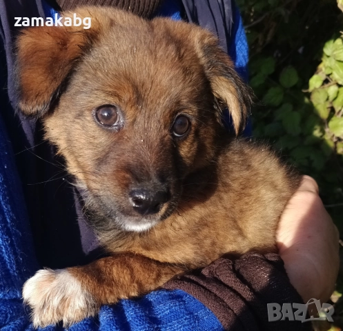 Подаряваме кученца бездомничета пухени бобчета, снимка 15 - Други - 52430271