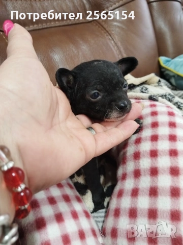 Момиче шепичка любов