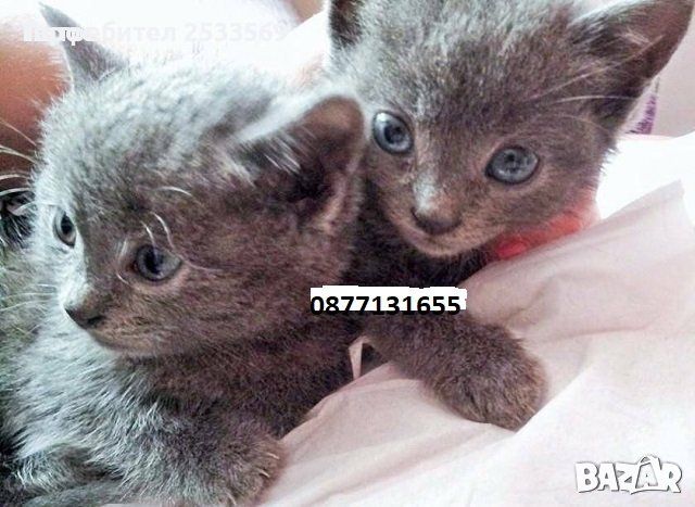 Малки чистокръвни руски сини котета, снимка 1 - Руска синя котка - 45594775