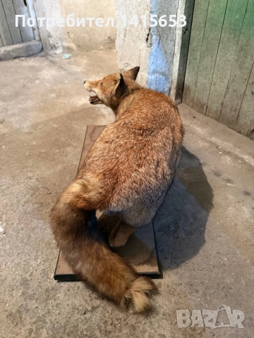 Продавам препарирана лисица, снимка 3 - Други ценни предмети - 53223492