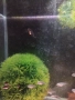 Продавам рибки , снимка 10