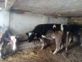 Продавам крави и теле, снимка 9