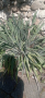 палма юка два вида, снимка 2