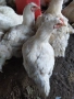 Домашни пилета бройлери, снимка 6