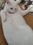 бяло коте, британска късокосмест, 9 мес., снимка 2