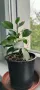Продавам Бенджамини, височина 30-35 см, снимка 4