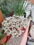 Продавам диплосперма/калдъръмче и диви суколенти, снимка 8