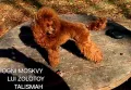 poodle 🐩 red fawn , снимка 5