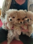 Продавам померан / померанчета, снимка 1