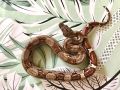 Змия, боа, Boa Constrictor, снимка 4