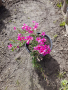 Флокс Многогодишно каскадно цвете , снимка 8