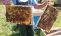 Продавам пчелни отводки, снимка 2