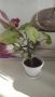 Сингониум цвете, снимка 1 - Стайни растения - 45462510