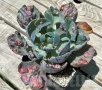 Echeveria ‘Beyoncé Rainbow’, снимка 1