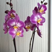 Орхидея фаленопсис, снимка 9 - Стайни растения - 45108751