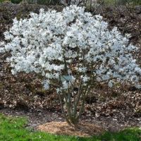 Звездовидна магнолия - Magnolia stellata, снимка 3 - Градински цветя и растения - 45480968