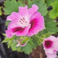 Кралско Мушкато, снимка 2 - Градински цветя и растения - 45430186