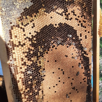Продавам презимували пчелни семейства / отводки с миналогодишни майки, снимка 3 - Други животни - 44937029