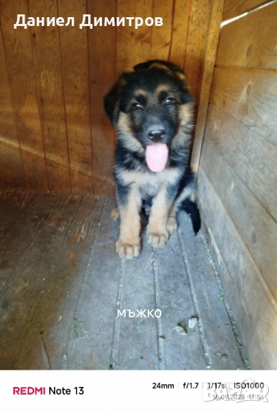 Продавам немска овчарка-женско и мъжко свободни , снимка 1