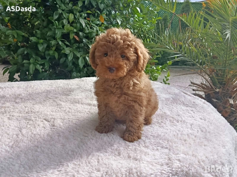 ТОЙ ПУДЕЛ , снимка 1