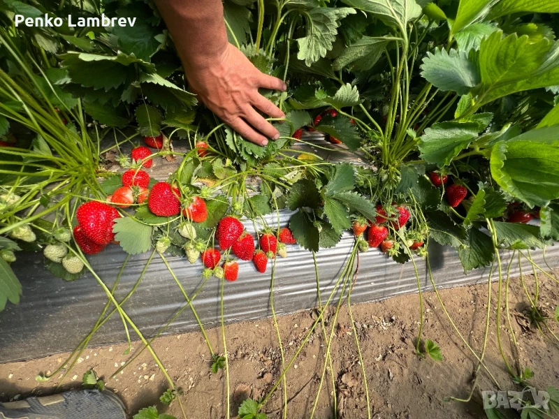 Расад ягоди сорт алба и брила , снимка 1