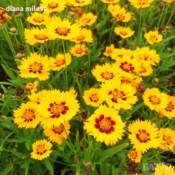 Кореопсис, Coreopsis Grandiflora 'Early Sunrise', снимка 1