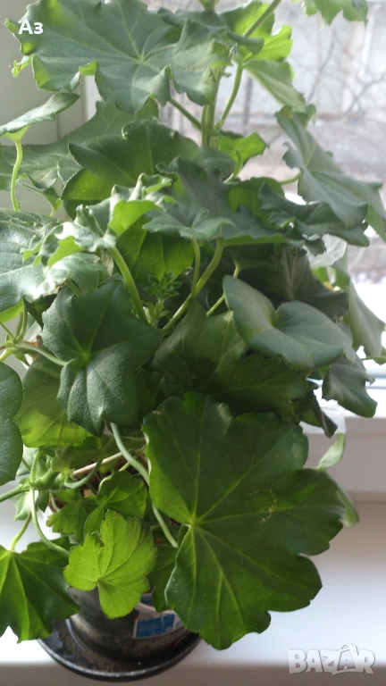 Продавам разсад - висящи мушката; микс цветове, снимка 1