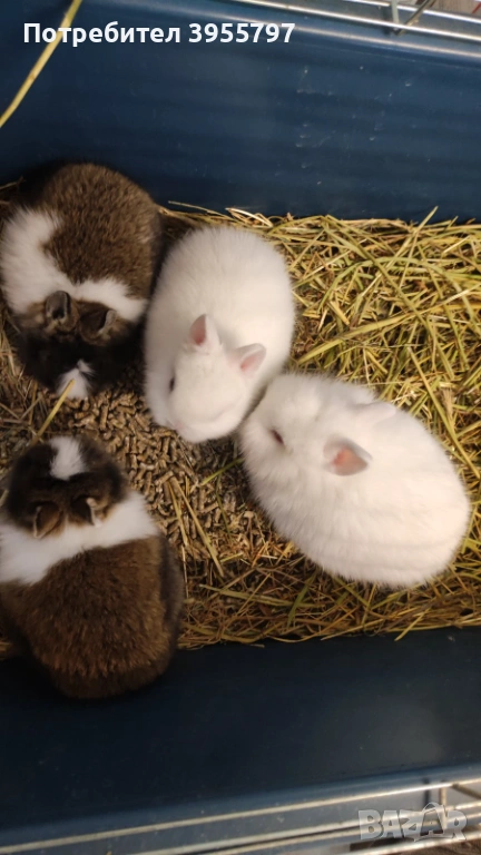 Мини зайци, снимка 1