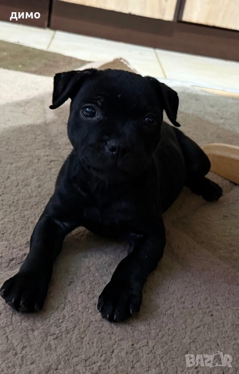 Английски стафордширски бултериер, снимка 1