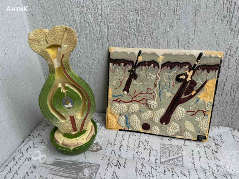 Соц Учебни Модели по Биология, снимка 1