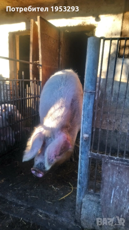 Прасе огромно българска бяла  , снимка 1